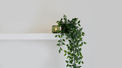 Shelf with candle and green plant